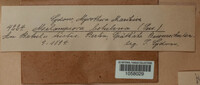 Melampsoridium betulinum image